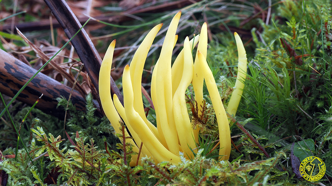 Clavulinopsis fusiformis