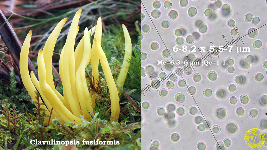 Clavulinopsis fusiformis