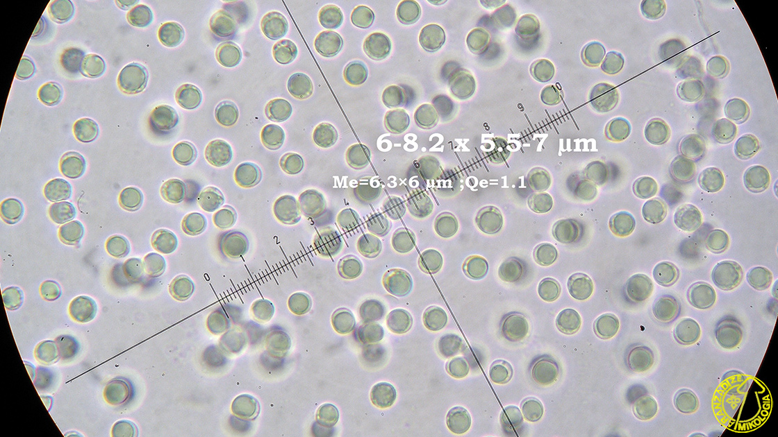 Clavulinopsis fusiformis