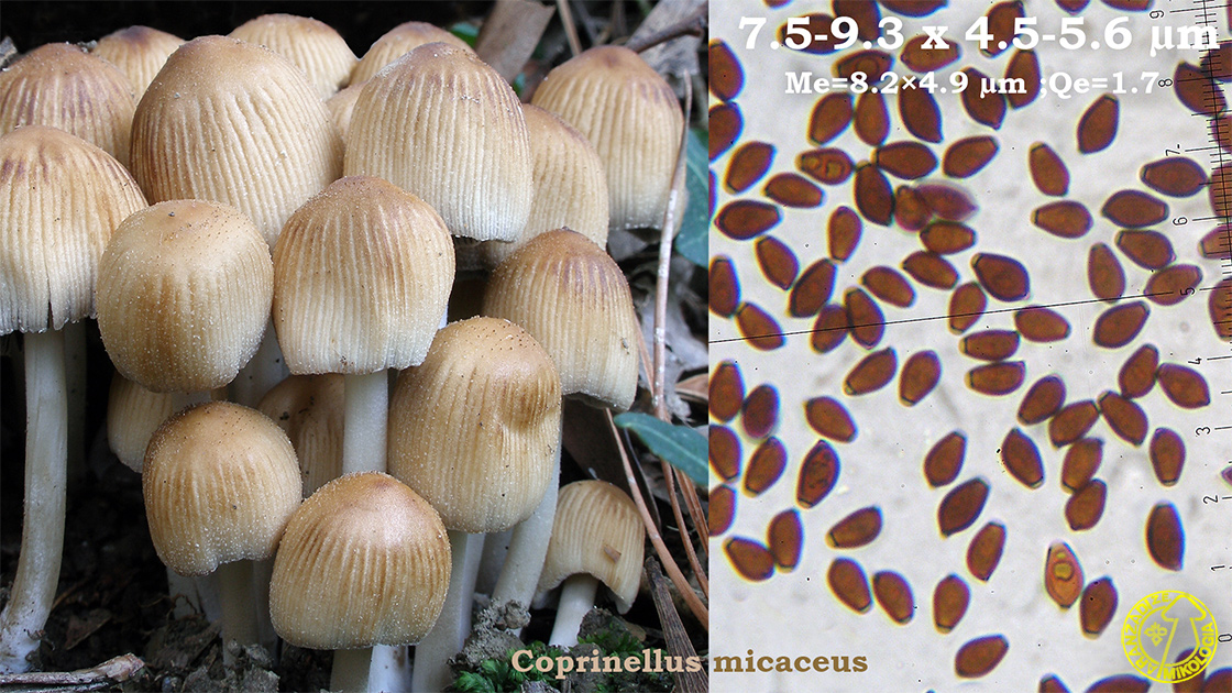 Coprinellus micaceus