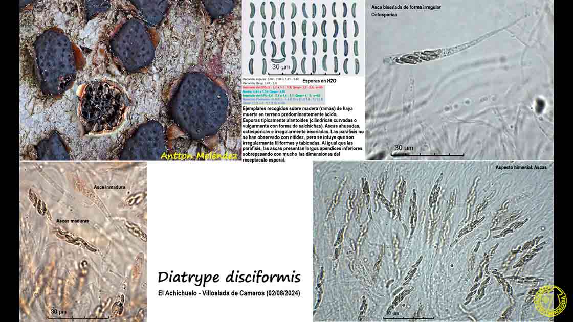 Diatrype disciformis