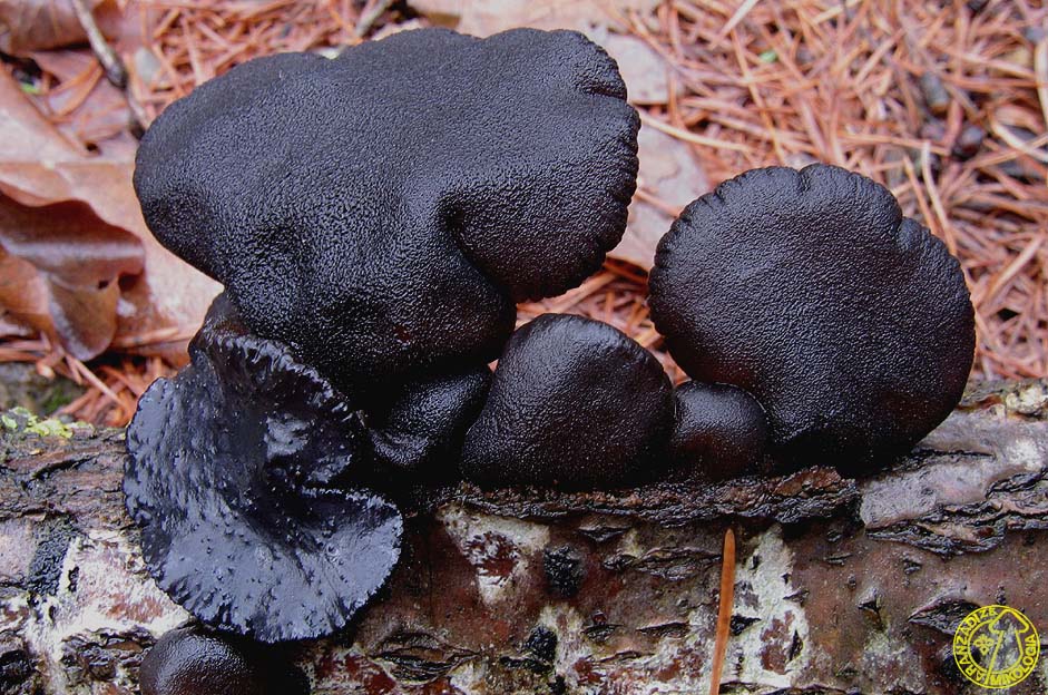 Exidia glandulosa (antigua Exidia truncata)