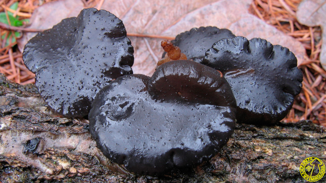 Exidia glandulosa (antigua Exidia truncata)