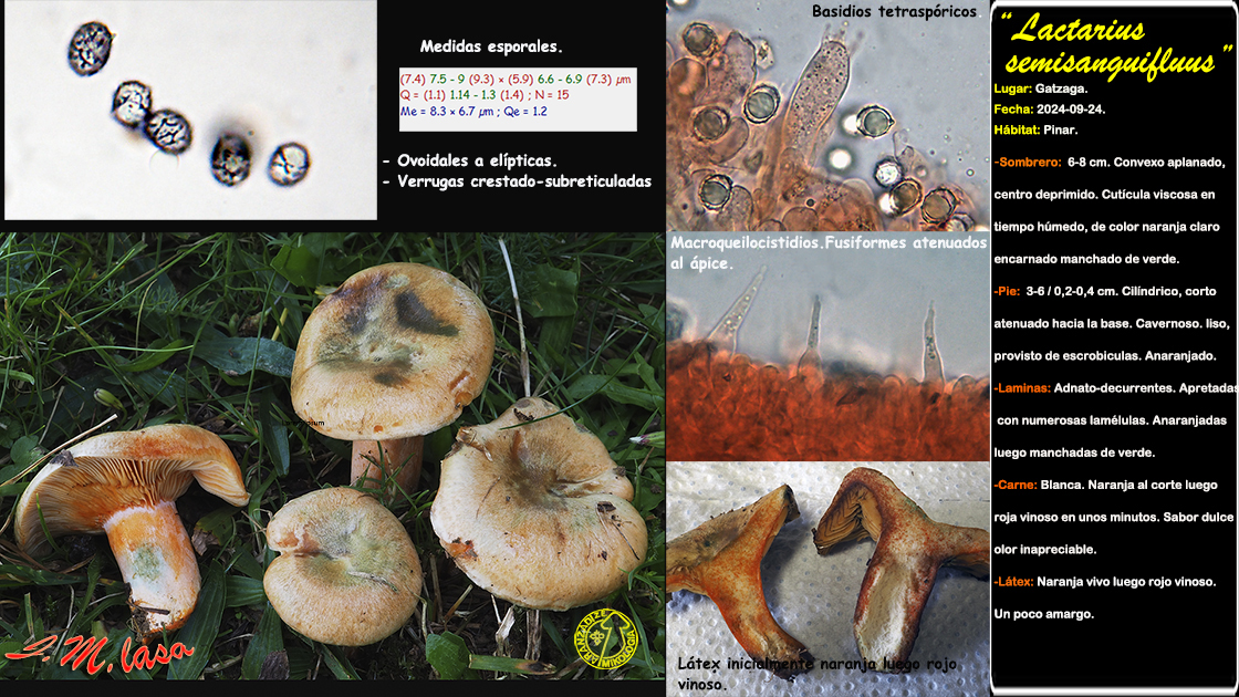 Lactarius semisanguifluus