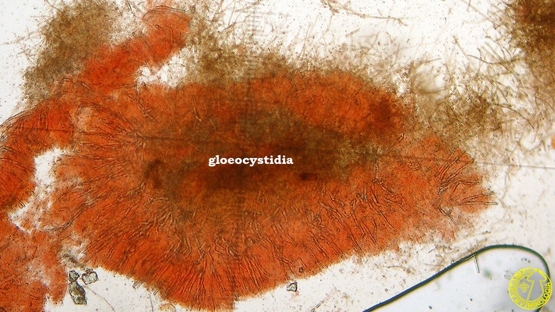Laxitextum bicolor