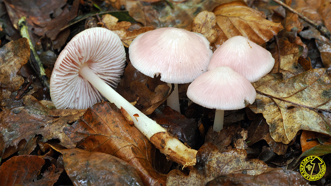 Mycena rosea