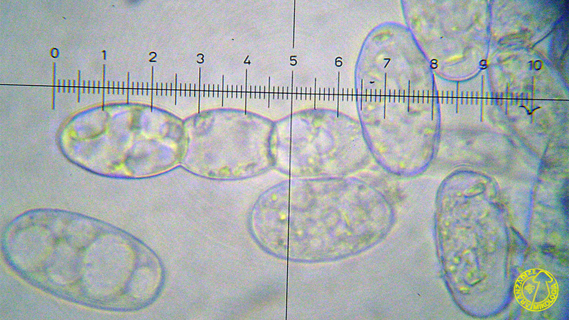 Podosphaera plantaginis
