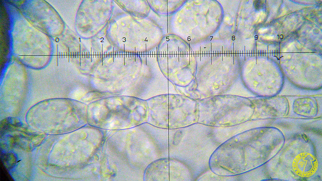 Podosphaera plantaginis
