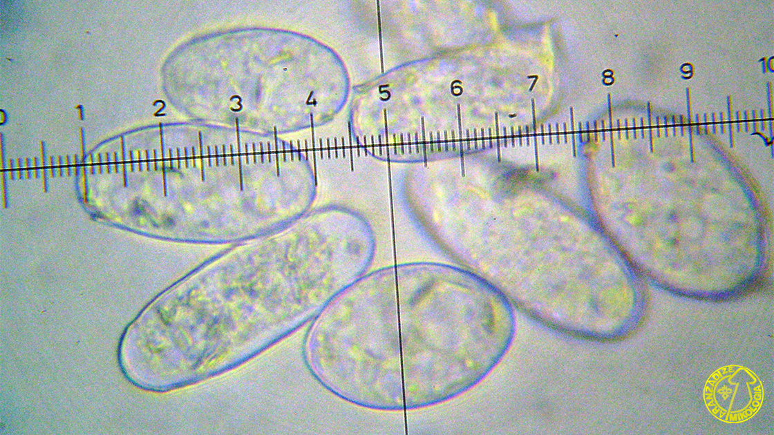 Podosphaera plantaginis