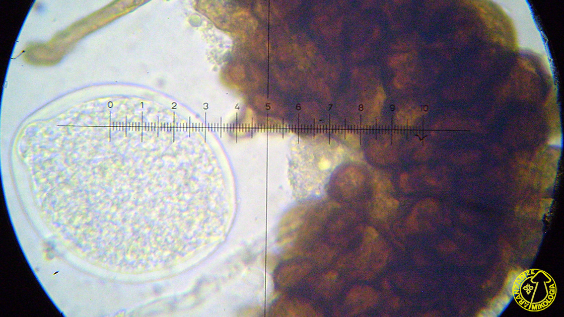 Podosphaera plantaginis