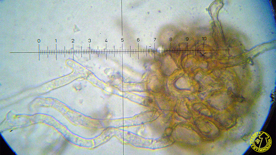 Podosphaera plantaginis