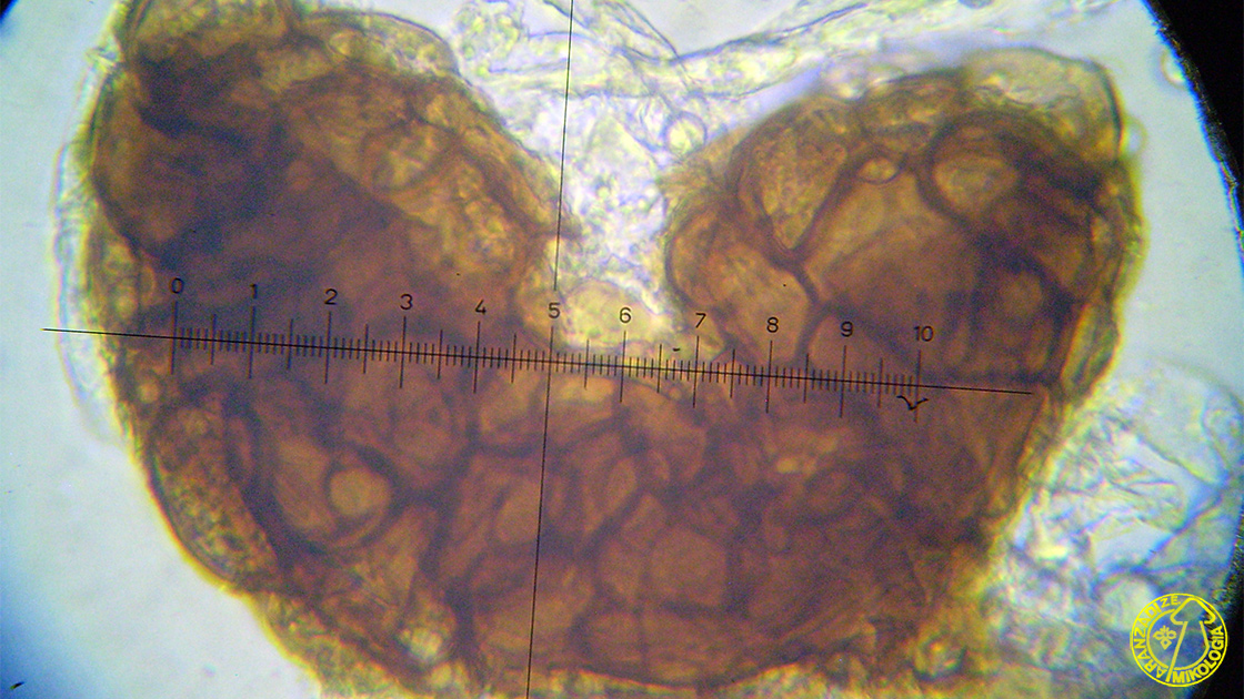 Podosphaera plantaginis