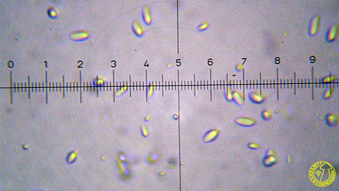 Podosphaera plantaginis