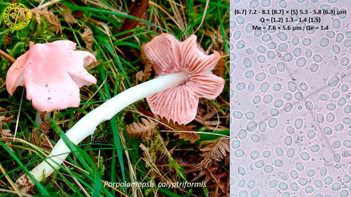 Porpolomopsis calyptriformis