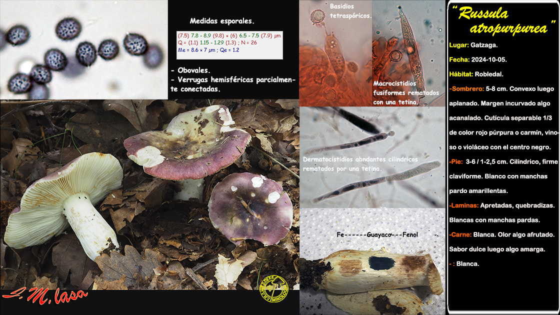 Russula atropurpurea