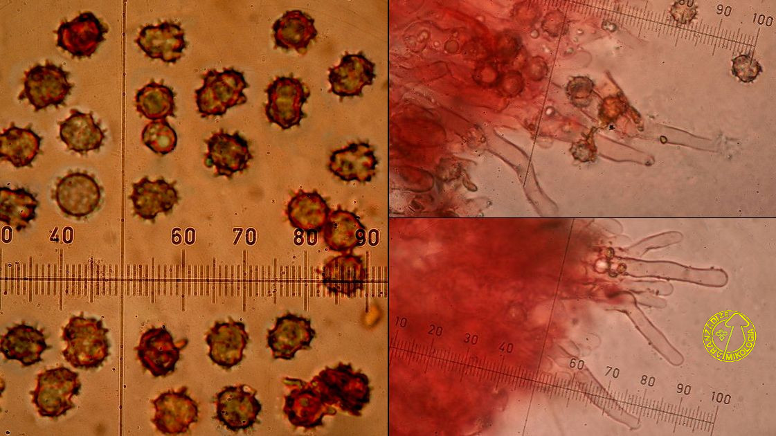 Thelephora atroarenicolor