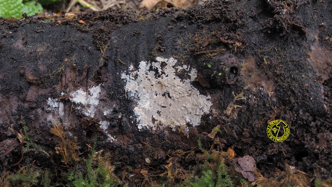 Thelephora atroarenicolor