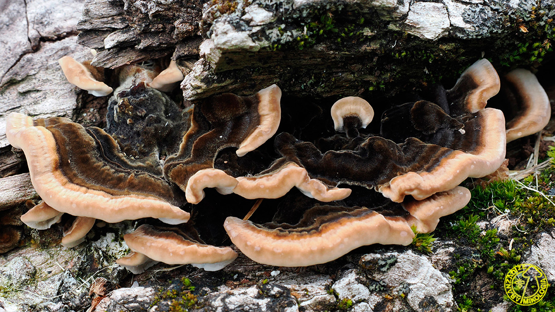 Trametes versicolor