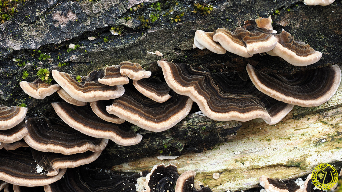 Trametes versicolor