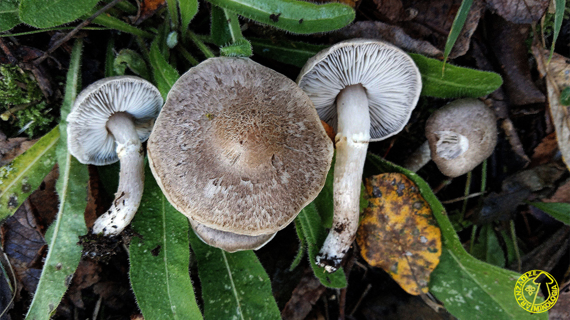 Tricholoma cingulatum