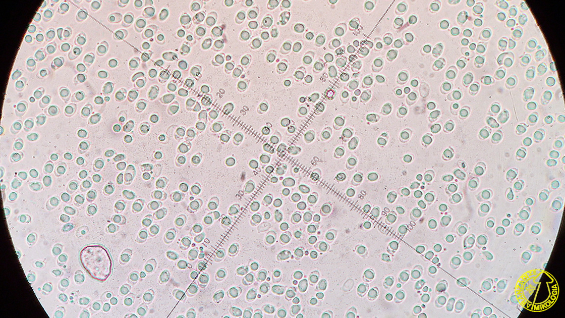 Tricholoma cingulatum