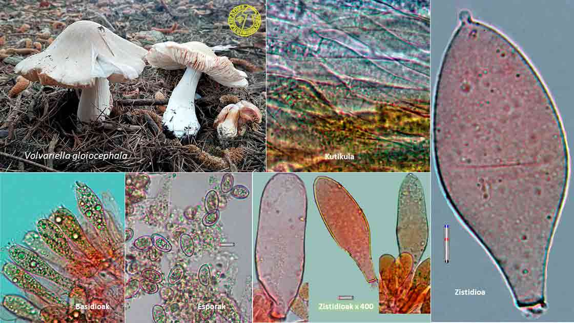 Volvariella gloiocephala