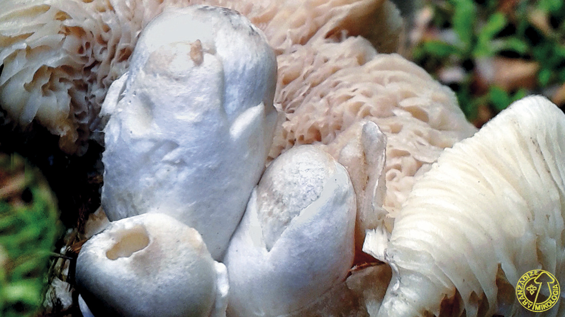 Volvariella surrecta