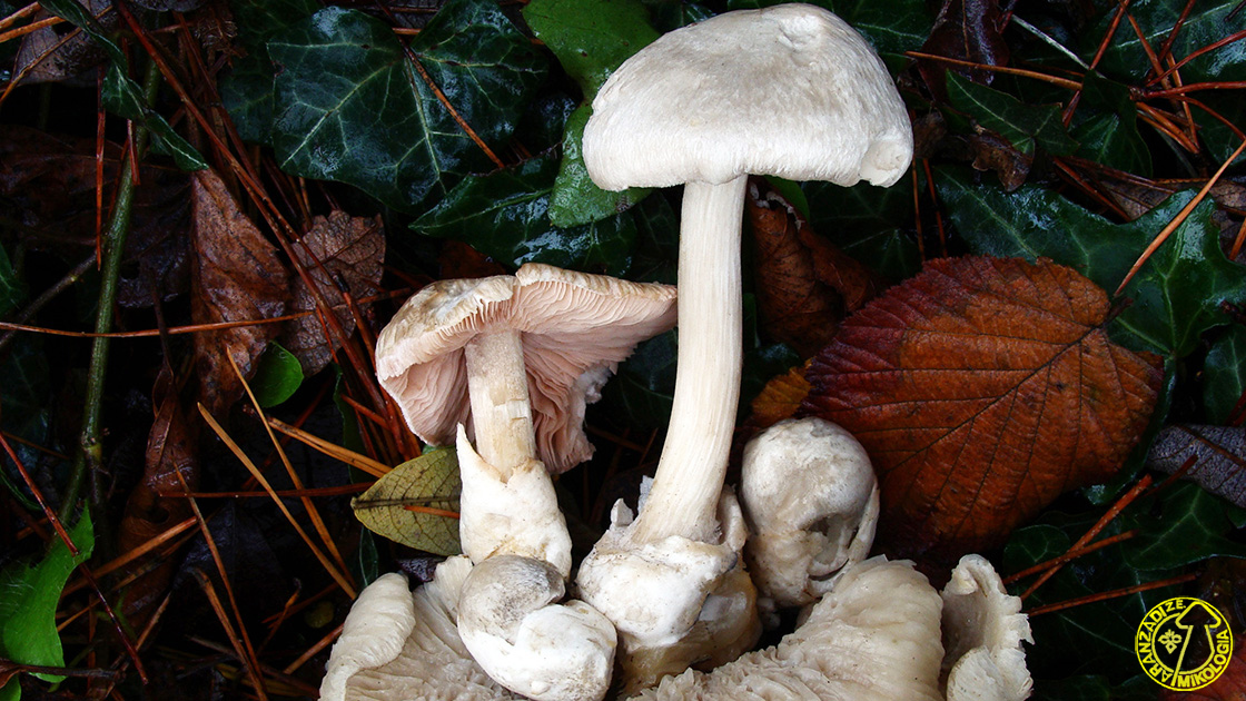 Volvariella surrecta