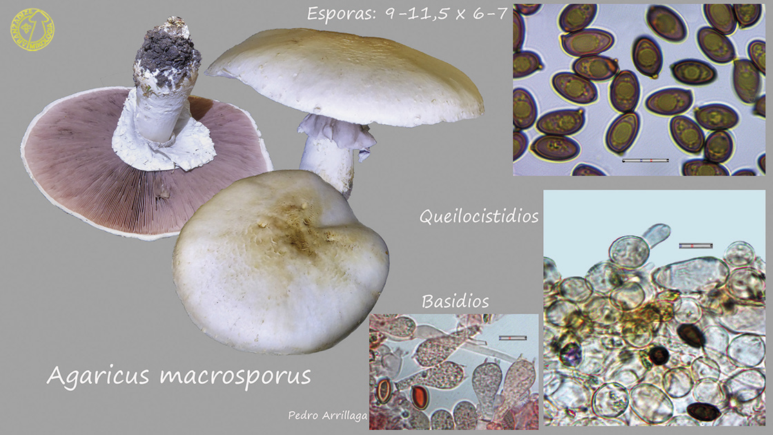 Agaricus crocodilinus
