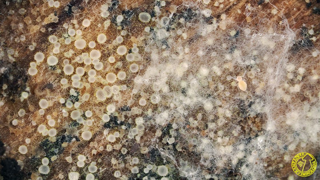 Arachnopeziza aurata