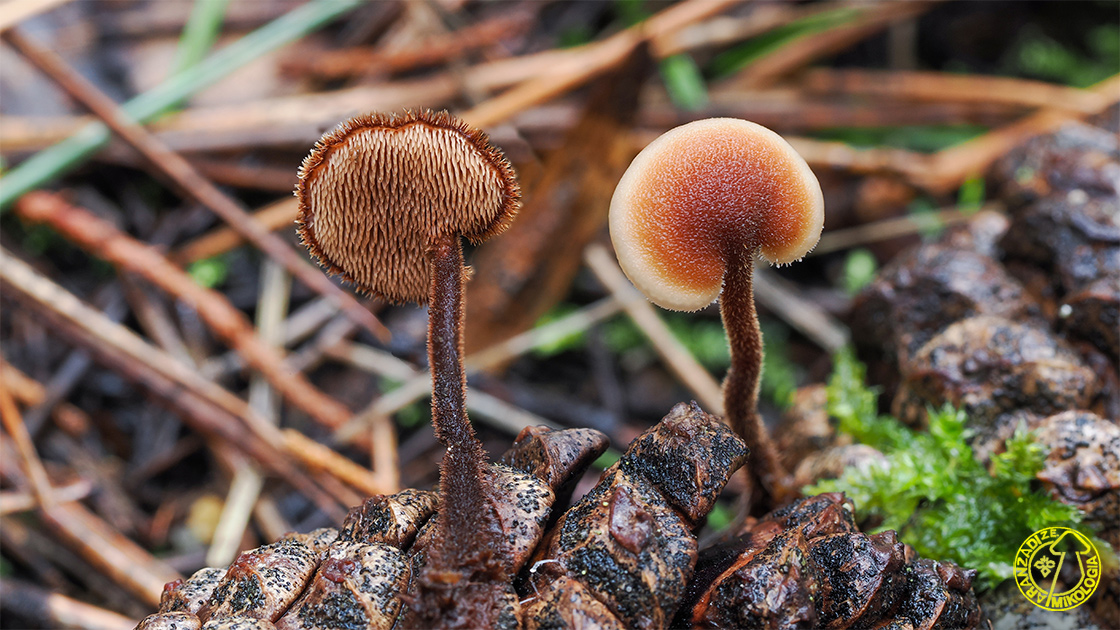 Auriscalpium vulgare