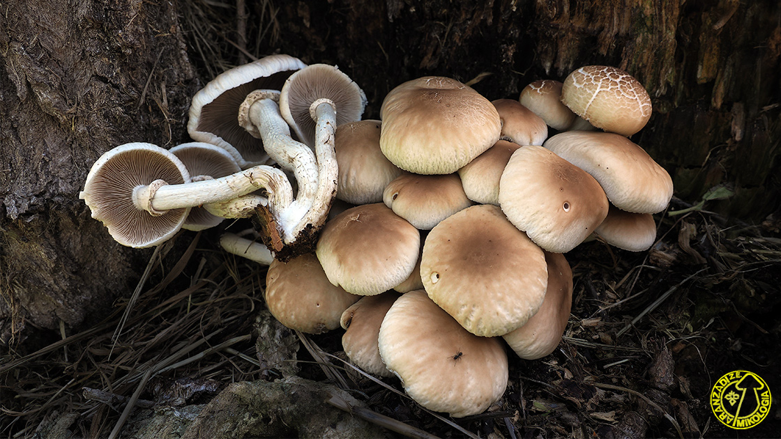 Cyclocybe cylindracea