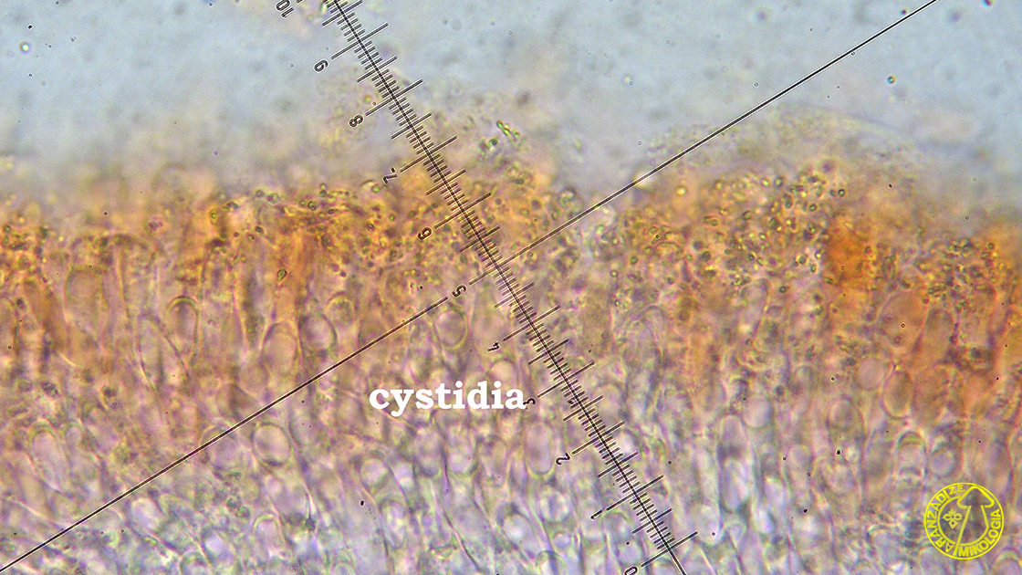 Gymnopus peronatus