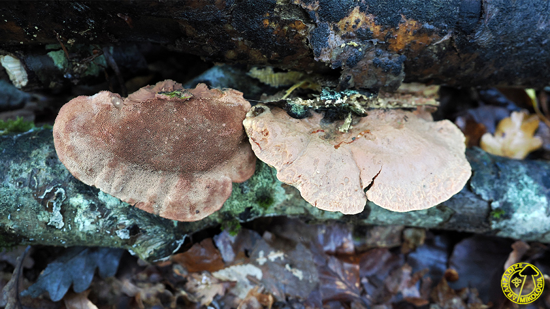 Hapalopilus rutilans