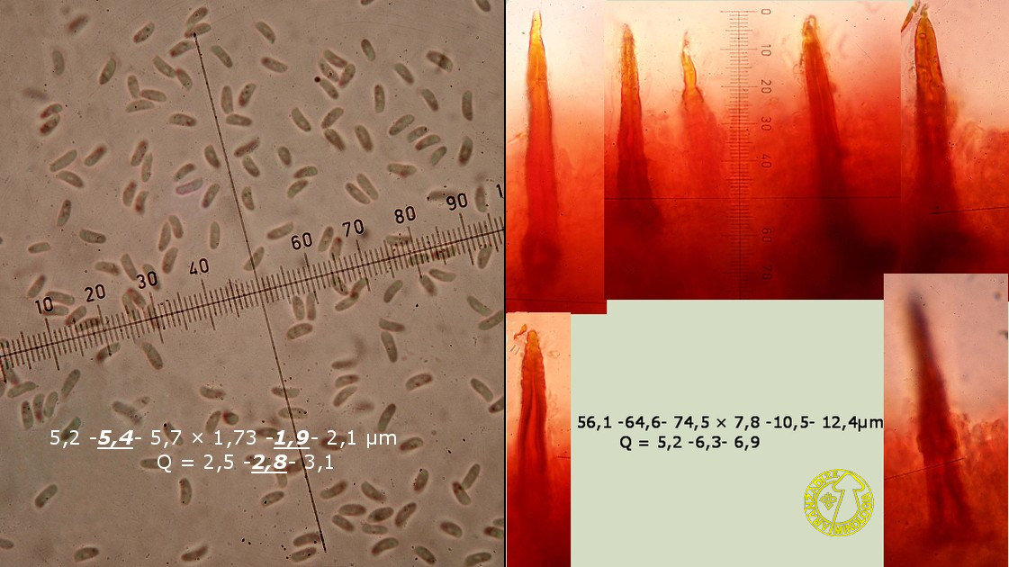 Hydnoporia corrugata