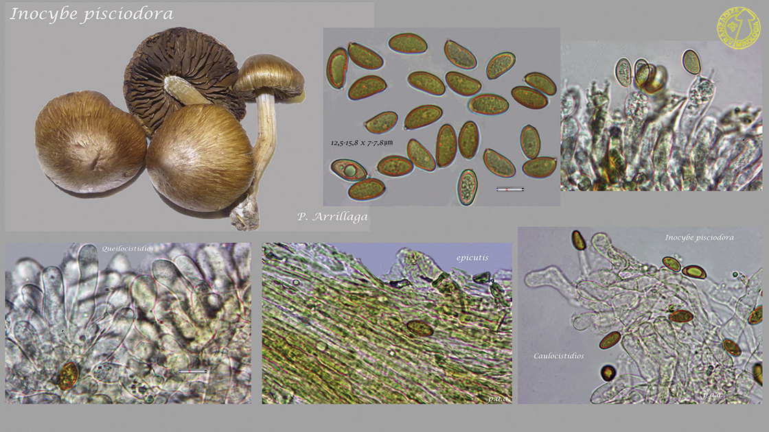 Inosperma pisciodorum