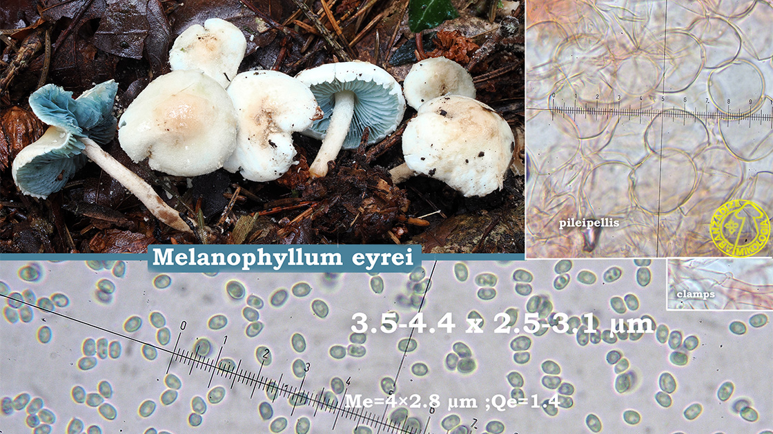 Melanophyllum eyrei