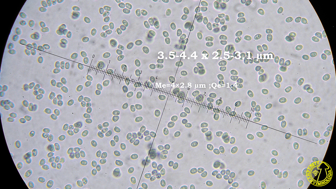 Melanophyllum eyrei