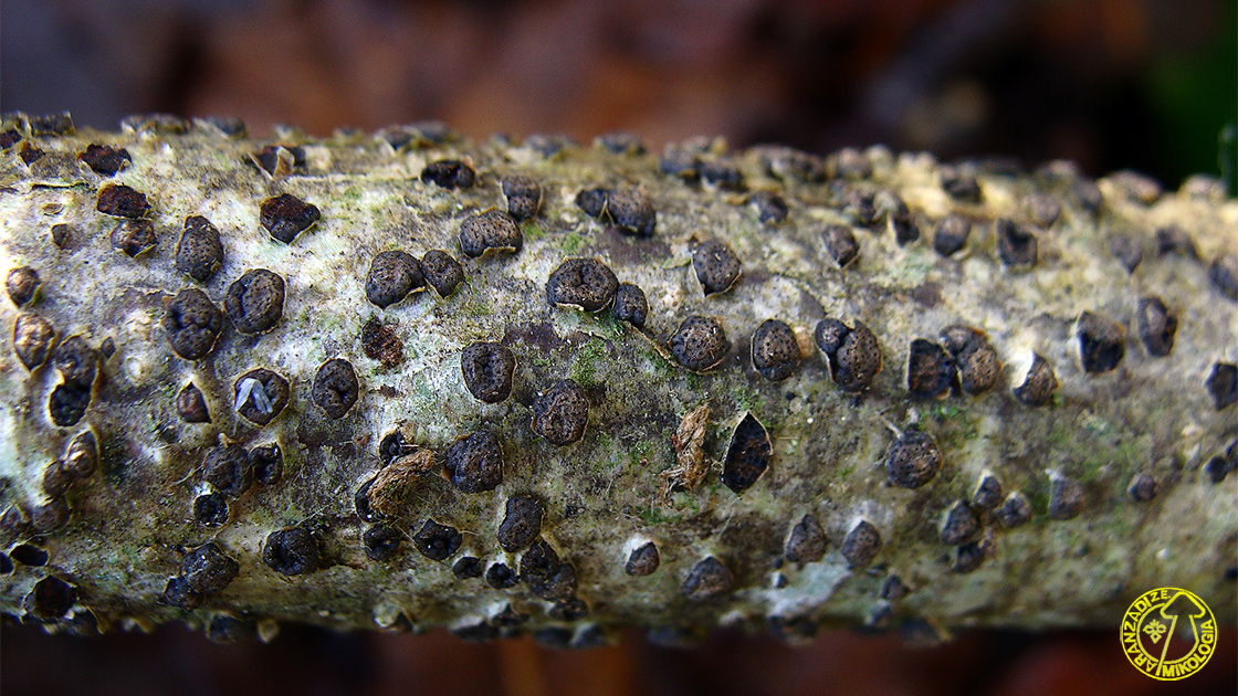 Melogramma bulliardii