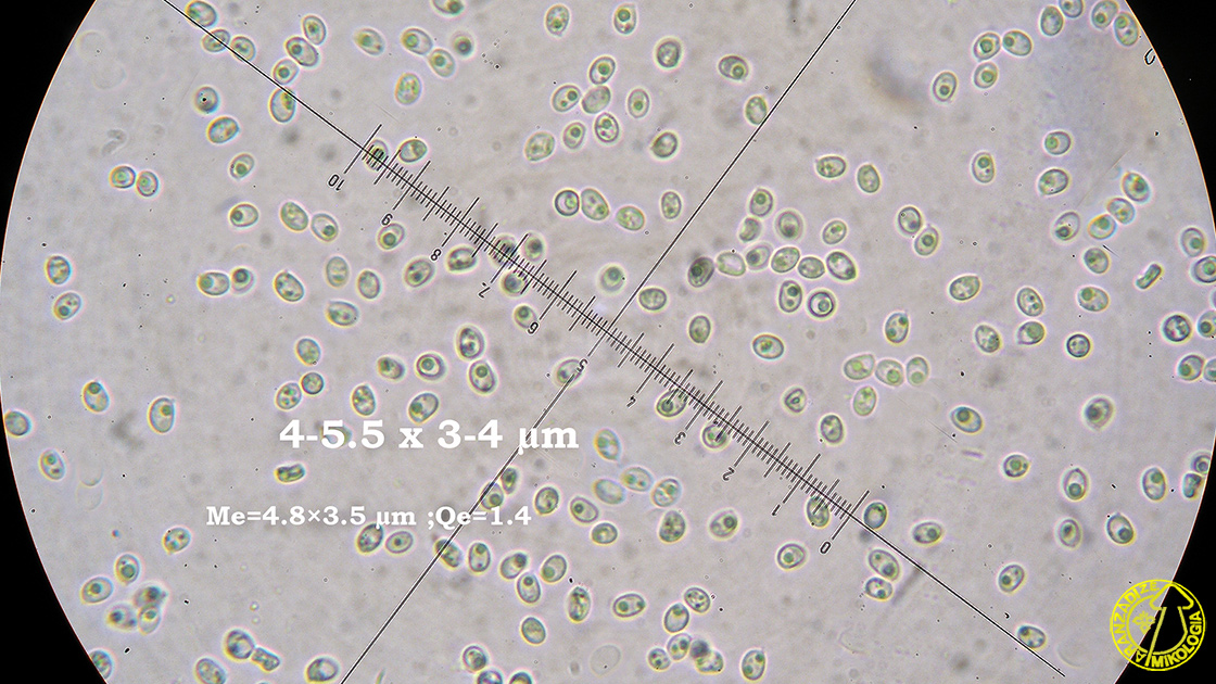 Mensularia radiata