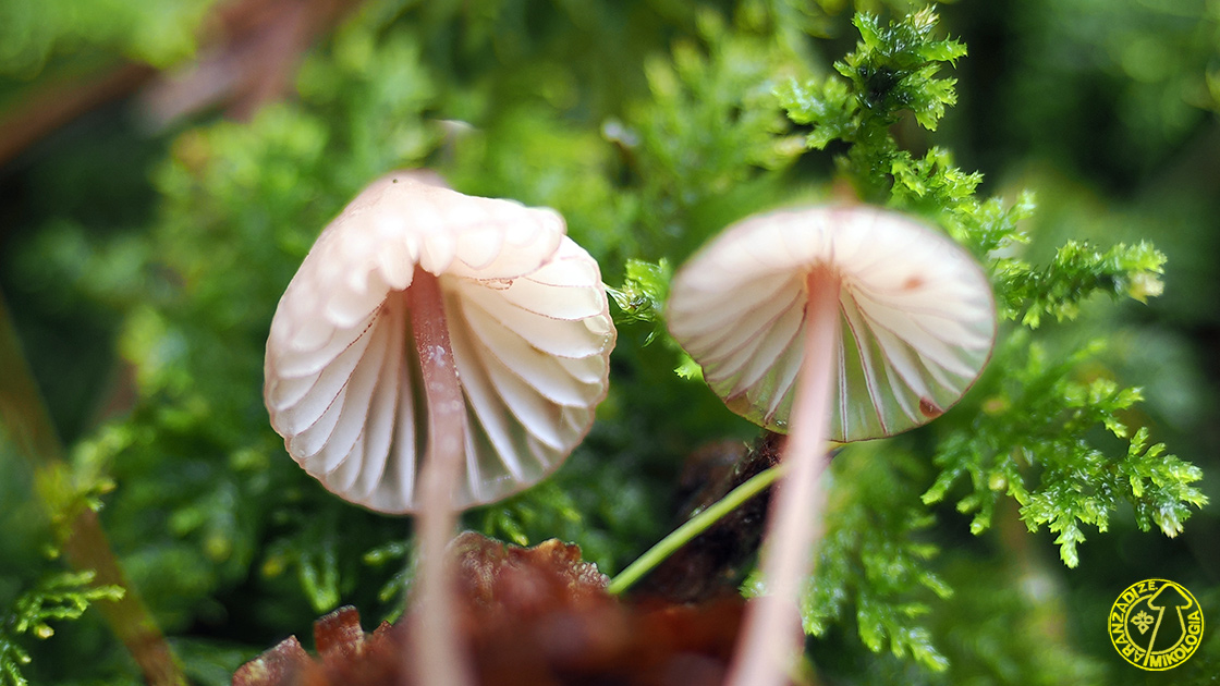 Mycena sanguinolenta