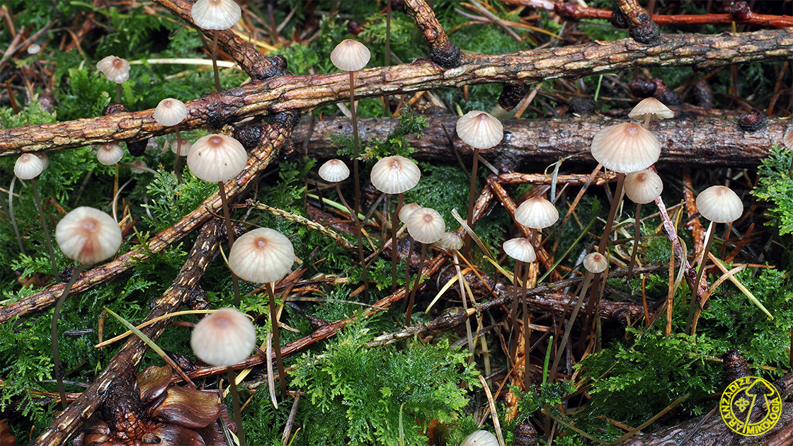 Mycena sanguinolenta