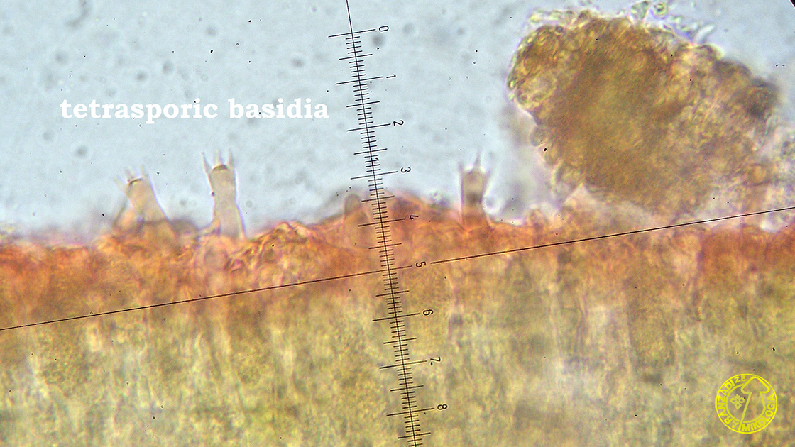 Peniophora incarnata