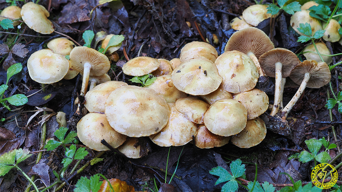 Pholiota gummosa