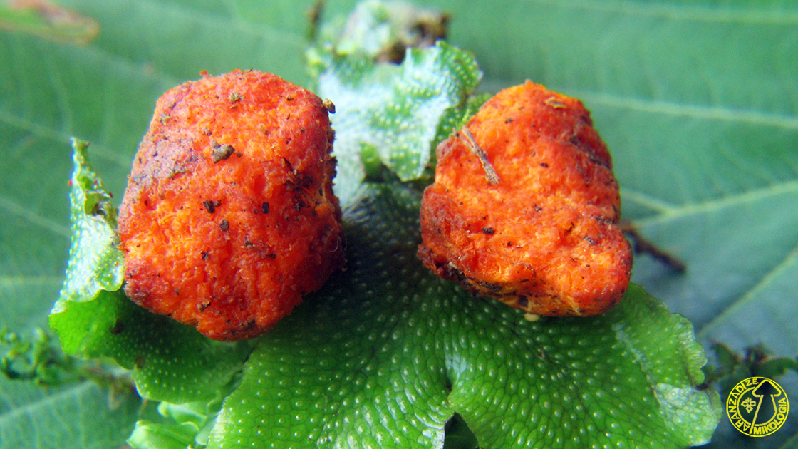 Stephanospora caroticolor
