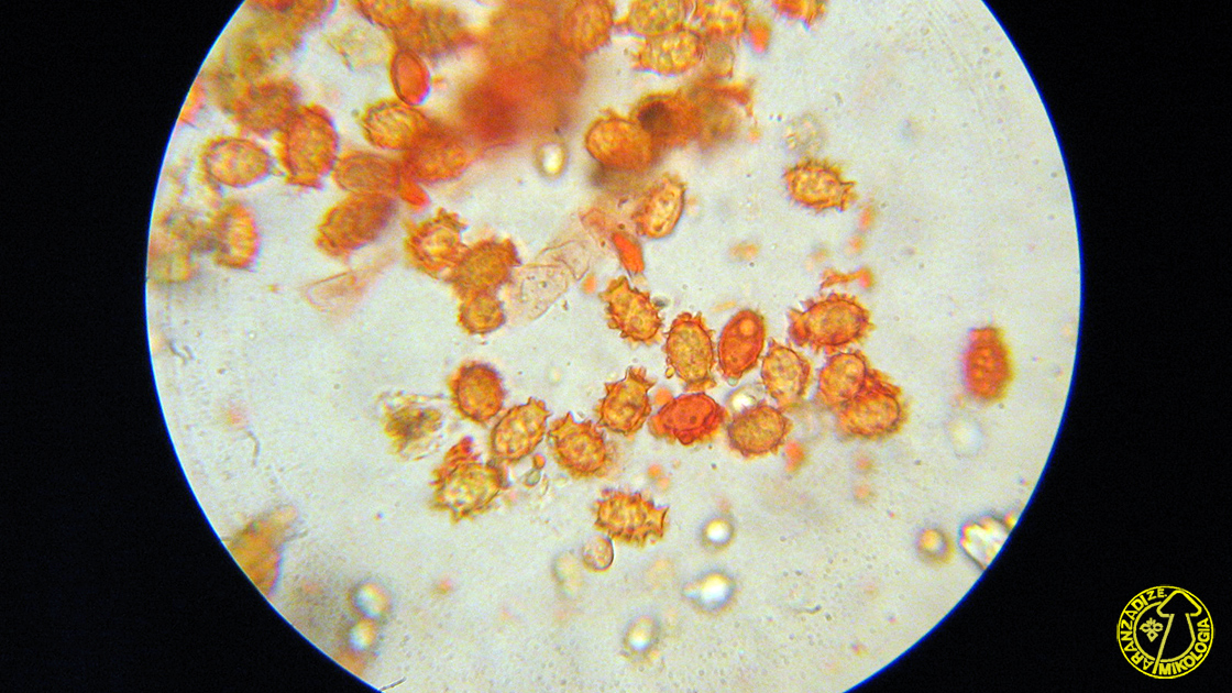 Stephanospora caroticolor