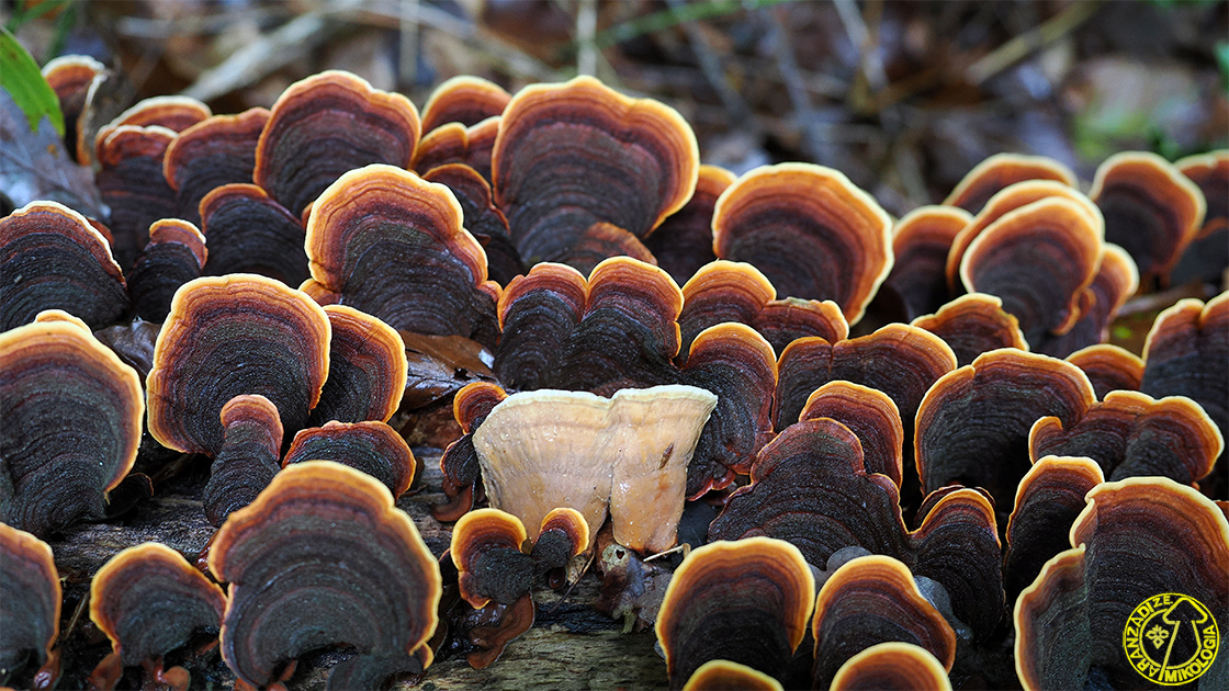 Stereum insignitum