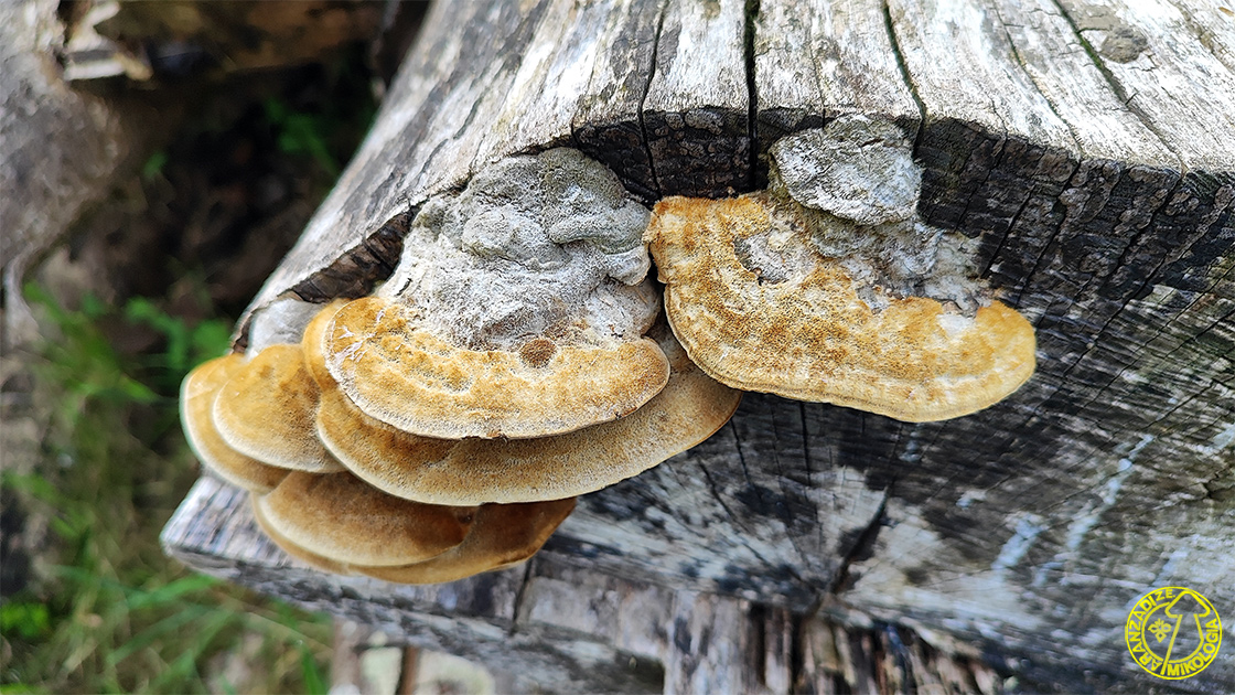 Trametes hirsuta