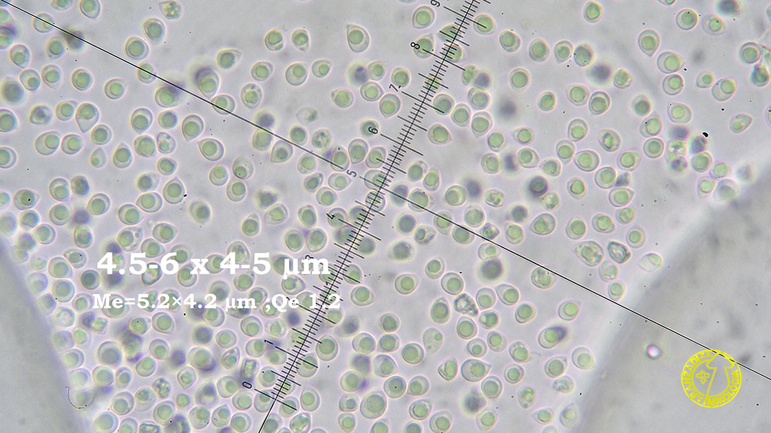 Loweomyces fractipes