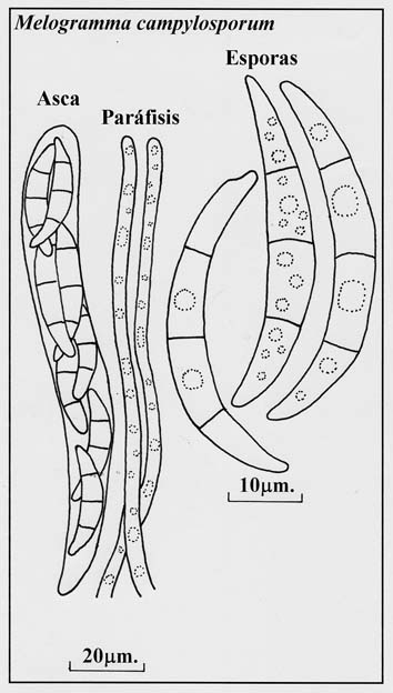 Melogramma bulliardii